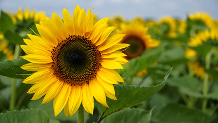Golden sunflowers bloom under a bright blue sky, their vibrant yellow petals basking in the summer sun across a vast green field