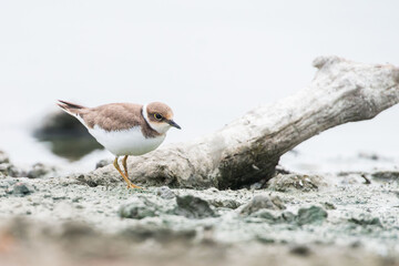 Little Ringed Plover