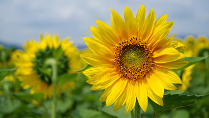 Naklejka premium Vibrant sunflower field blooming with bright yellow petals under a soft sky