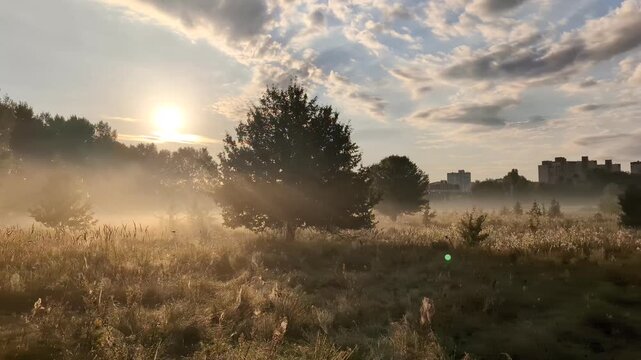 Golden morning mist harmoniously embracing wildflowers at sunrise.