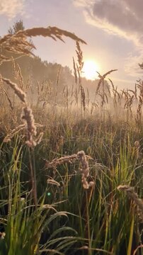 Golden morning mist harmoniously embracing wildflowers at sunrise.