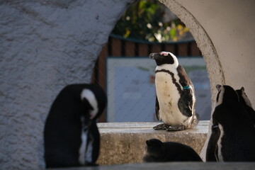 Penguins Resting in the Sun with One Sleeping in the Foreground