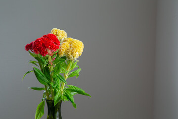 白い部屋に置かれたケイトウ