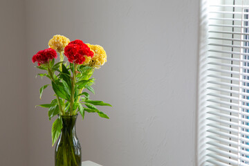 白い部屋に置かれたケイトウ