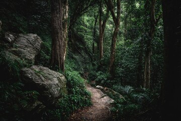 Lush, dark forest path winding through rocks