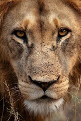 Fototapeta premium Close-up portrait of a lion's face.
