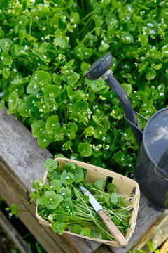 Harvesting purslane salad in raised garden bed with watering can outdoors