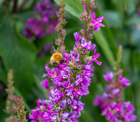 moss carder bee or bombus muscorum on purple-loosestrife lythrum salicaria blossom