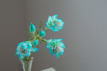 白い部屋に置かれたセルリア