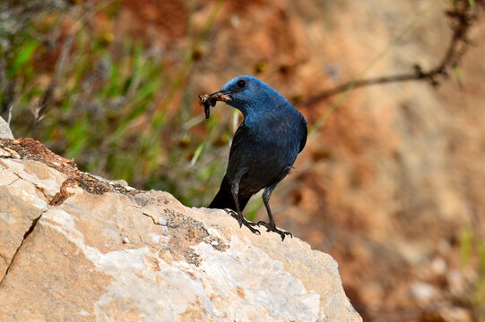 Blue rock thrush - male // Blaumerle - M&auml;nnchen (Monticola solitarius)