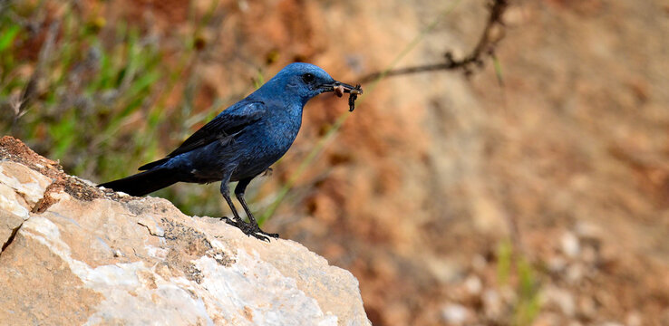 Blaumerle - M&auml;nnchen // Blue rock thrush - male (Monticola solitarius)