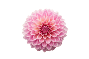Stunning pink dahlia bloom featuring multiple rows of perfectly formed pointed petals radiating outward, isolated on a transparent background