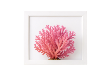 Pink coral artwork displayed in white picture frame showing elegant marine specimen photography, isolated on a transparent background