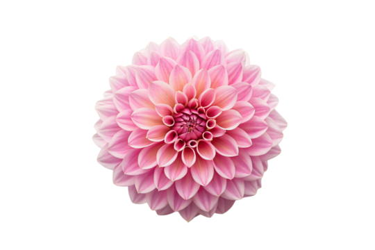 Stunning pink dahlia bloom featuring multiple rows of perfectly formed pointed petals radiating outward, isolated on a transparent background
