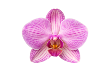 Purple orchid flower with distinctive striped petals and spotted center displaying exotic tropical beauty, isolated on a transparent background