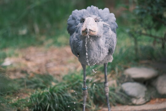 Shoebill Stork Drinking Water at the Waterside