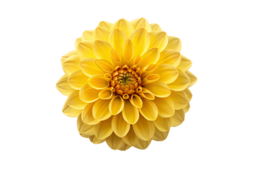 Golden yellow dahlia blossom showing intricate petal arrangement and vibrant natural coloring, isolated on a transparent background