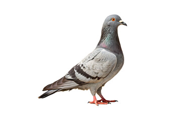 Obraz premium Rock dove with blue-gray plumage and orange eyes displaying natural standing posture and feather details, isolated on a transparent background