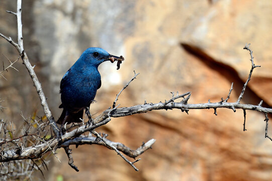 Blaumerle - M&auml;nnchen // Blue rock thrush - male (Monticola solitarius)