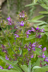 common sage or salvia officinalis in aromatic garden