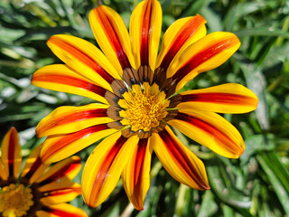 Treasure flower in Romania. Gazania rigens
