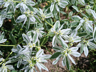 Snow on the mountain plant. Euphorbia marginata