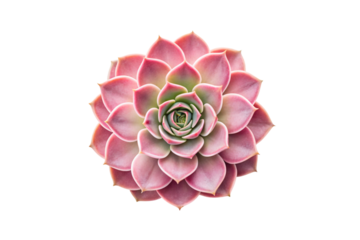 Pink and green succulent plant with rosette formation displaying natural geometric spiral pattern, isolated on a transparent background
