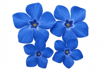 Four open blue periwinkle flowers with yellow centers isolated on a transparent background, perfect for design projects