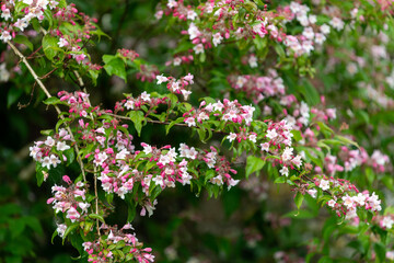 Close up of beauty bush (kolkwitzia amabilis) flowers in bloom