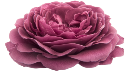 A stunning purple rose with layered petals and a soft texture, displayed on a white background in bright light