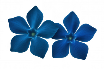 Vibrant blue periwinkle flowers viewed in close detail, positioned against transparent backdrop, enabling effortless graphic design integration