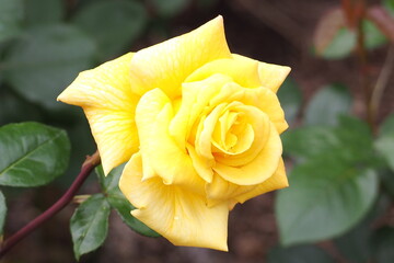 6月に咲くバラの花