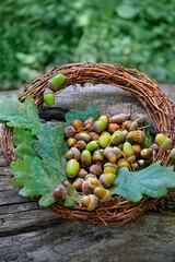 Unripe green acorns, oak leaves and wreath of branches on tree trunk, natural forest background. forest harvest. DIY, handicrafts made from natural materials