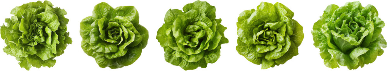 Lettuce Transparent Background