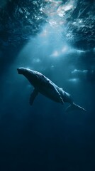 Fototapeta premium Majestic humpback whale swims through deep ocean depths.