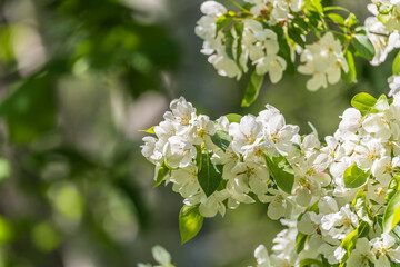 White blossoming apple trees. White apple tree flowers