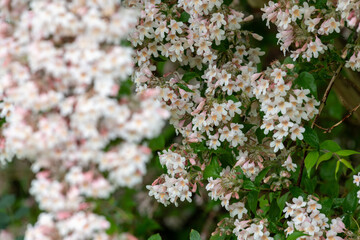 Close up of beauty bush (kolkwitzia amabilis) flowers in bloom