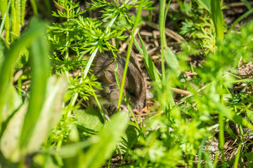 A closeup of a Common vole, Microtus arvalis, on the ground with a blurry background