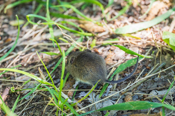 A closeup of a Common vole, Microtus arvalis, on the ground with a blurry background