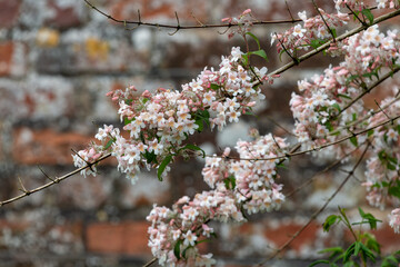 Close up of beauty bush (kolkwitzia amabilis) flowers in bloom