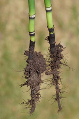 Roots of  Equisetum Hyemale, Equisetum japonica, Rough Horsetail May, Netherlands.