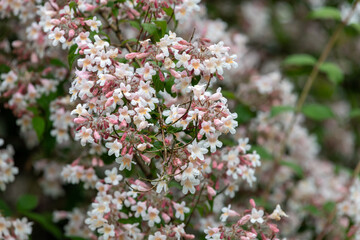 Close up of beauty bush (kolkwitzia amabilis) flowers in bloom