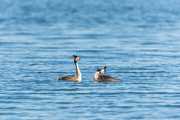 Mating games of two water birds Great Crested Grebes. Two waterfowl birds Great Crested Grebes swim in the lake with heart shaped silhouette