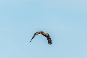 The bird of prey Black Kite flying in blue Sky
