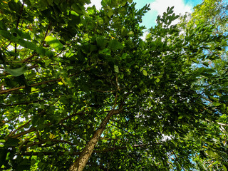 Fototapeta premium photo of a tree from below