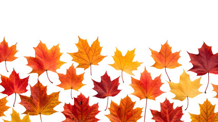 Fototapeta premium collection of multicolored fallen autumn leaves isolated on transparent background isolated on white background