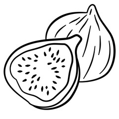 doodle fig line art illustration