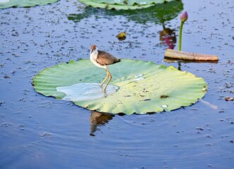 Comb-Crested Jacana (juvenile) perching on a lilli pad at Yellow Waters Billabong in Kakadu NP...