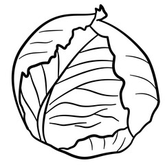 Fototapeta premium doodle cabbage line art illustration