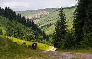 The Karakol Gorge, also known as Karakol Valley, Kyrgyzstan